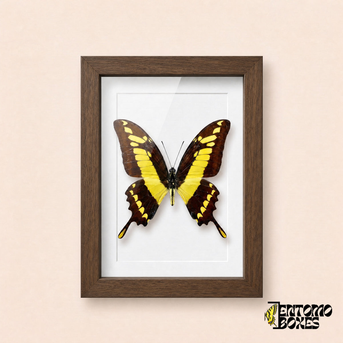 Thoas swallowtail butterfly (Papilio thoas) in a dark wood shadow box frame, front view
