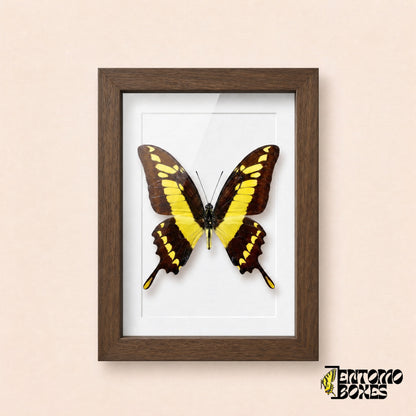Thoas swallowtail butterfly (Papilio thoas) in a dark wood shadow box frame, front view