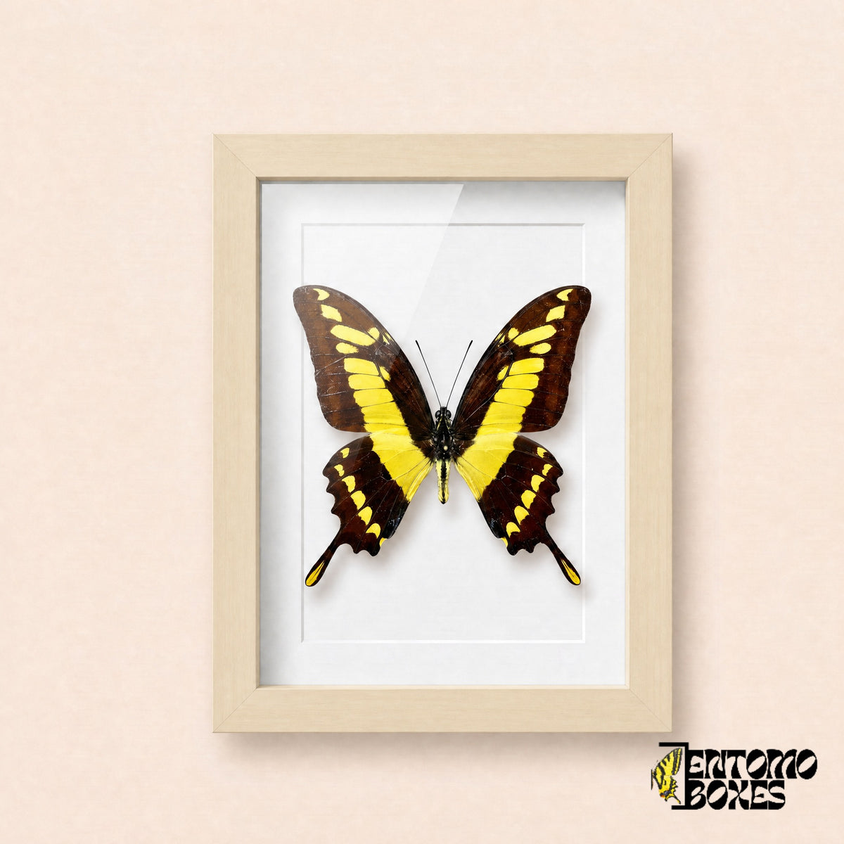 Thoas swallowtail butterfly (Papilio thoas) in a light wood shadow box frame, front view