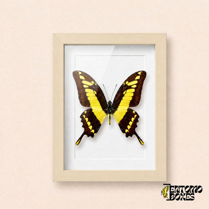 Thoas swallowtail butterfly (Papilio thoas) in a light wood shadow box frame, front view