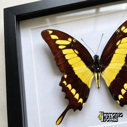 Close-up of the dark brown wing with yellow bands and yellow-tipped tail of Papilio thoas behind plexiglass in a black frame