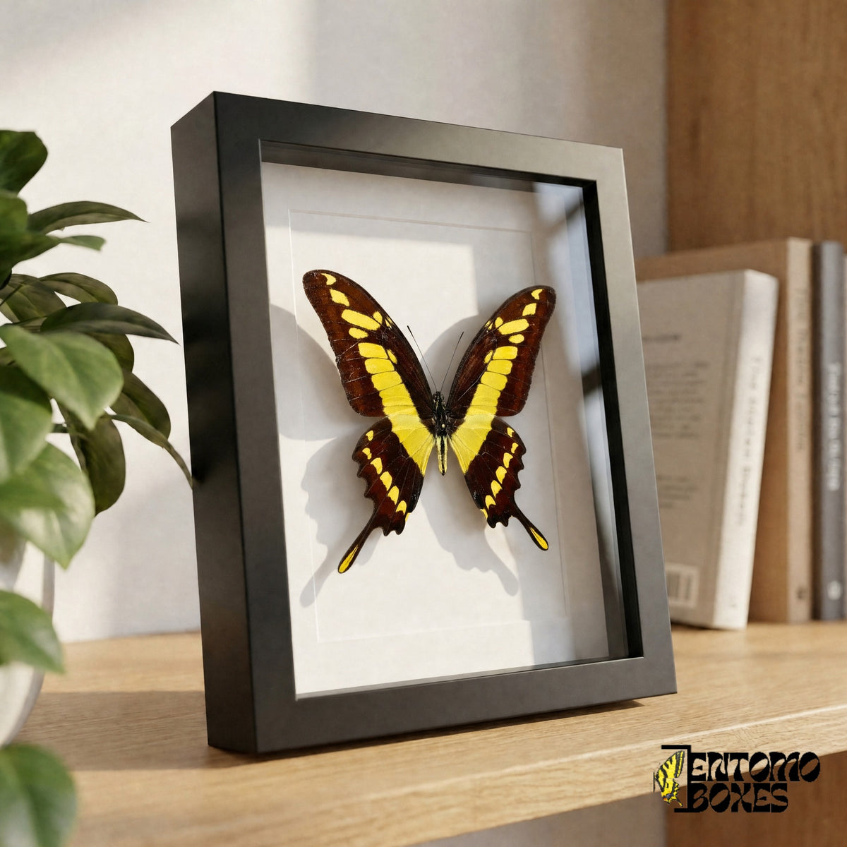 Framed yellow and brown swallowtail butterfly standing on a wooden shelf, side view showing the frame depth