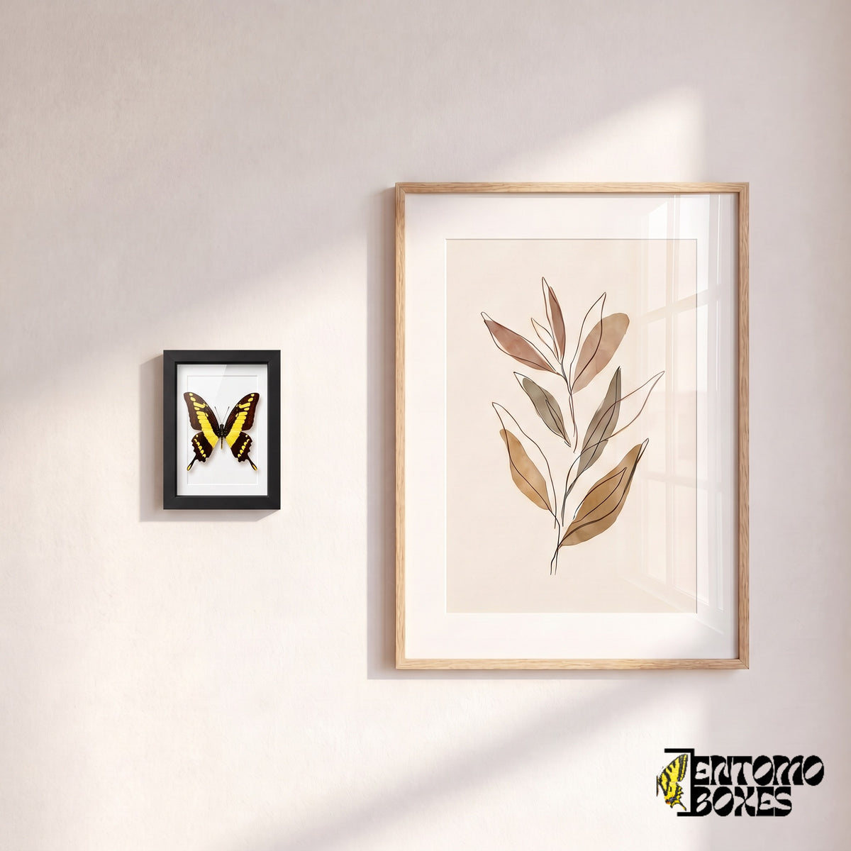 Small framed Thoas swallowtail butterfly hanging on a wall next to a botanical art poster