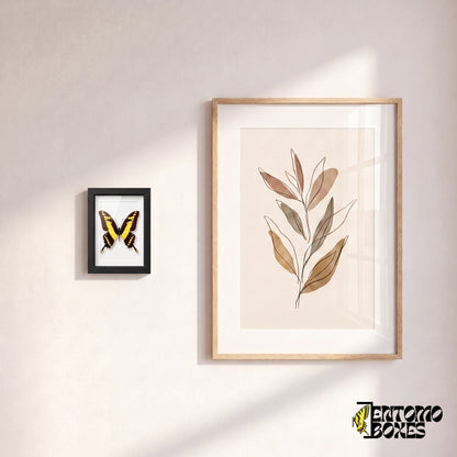 Small framed Thoas swallowtail butterfly hanging on a wall next to a botanical art poster