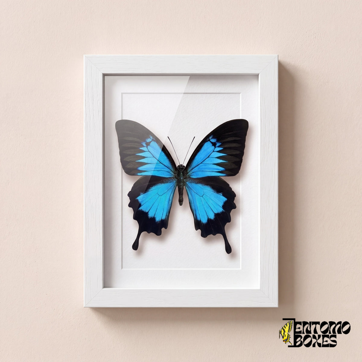 Ulysses swallowtail butterfly (Papilio ulysses) with electric blue wings in a white shadow box frame, front view