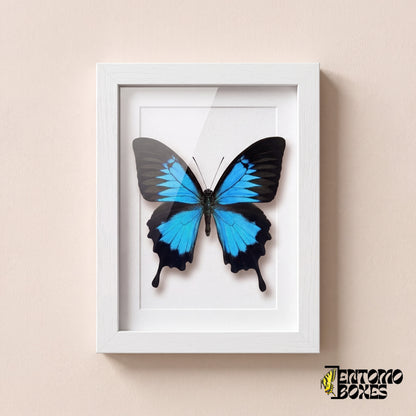 Ulysses swallowtail butterfly (Papilio ulysses) with electric blue wings in a white shadow box frame, front view