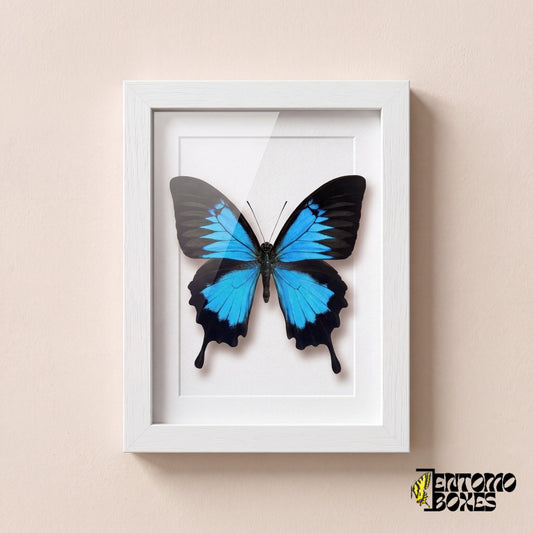 Ulysses swallowtail butterfly (Papilio ulysses) with electric blue wings in a white shadow box frame, front view