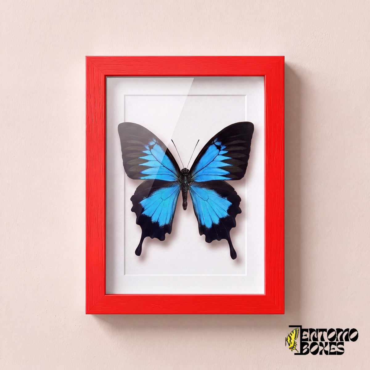 Ulysses swallowtail butterfly (Papilio ulysses) in a red shadow box frame, front view