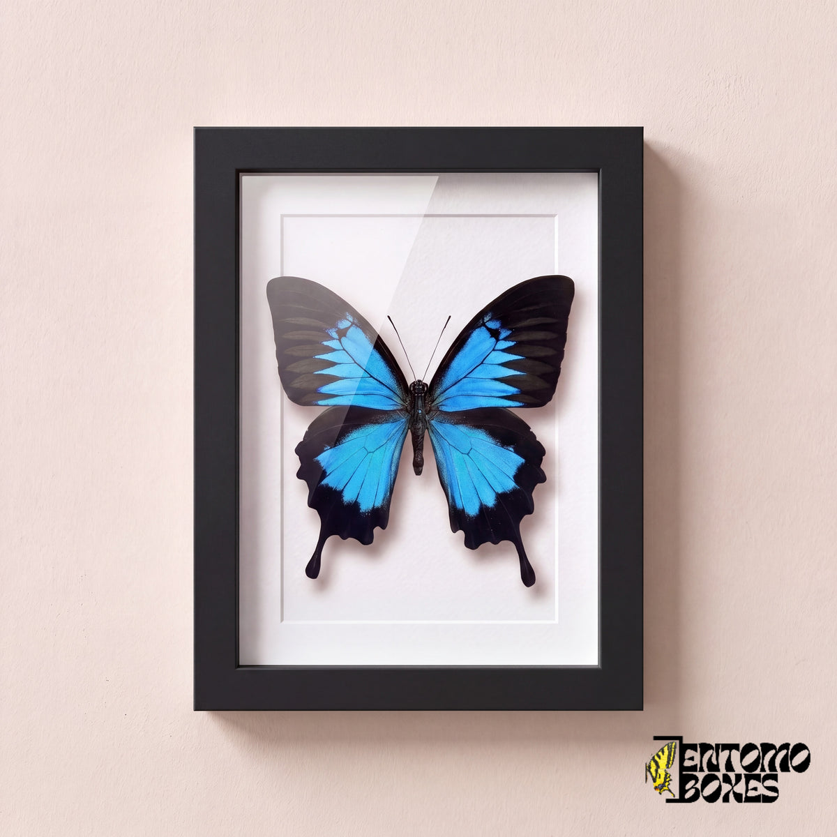 Ulysses swallowtail butterfly (Papilio ulysses) in a black shadow box frame, front view