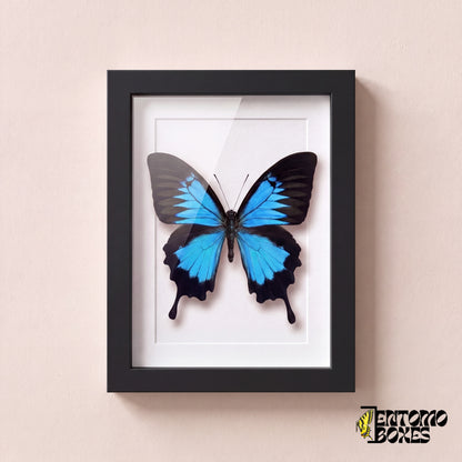 Ulysses swallowtail butterfly (Papilio ulysses) in a black shadow box frame, front view