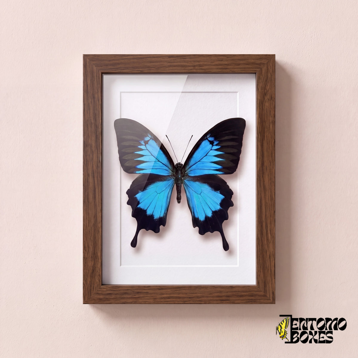 Ulysses swallowtail butterfly (Papilio ulysses) in a dark wood shadow box frame, front view