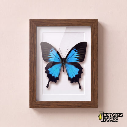 Ulysses swallowtail butterfly (Papilio ulysses) in a dark wood shadow box frame, front view