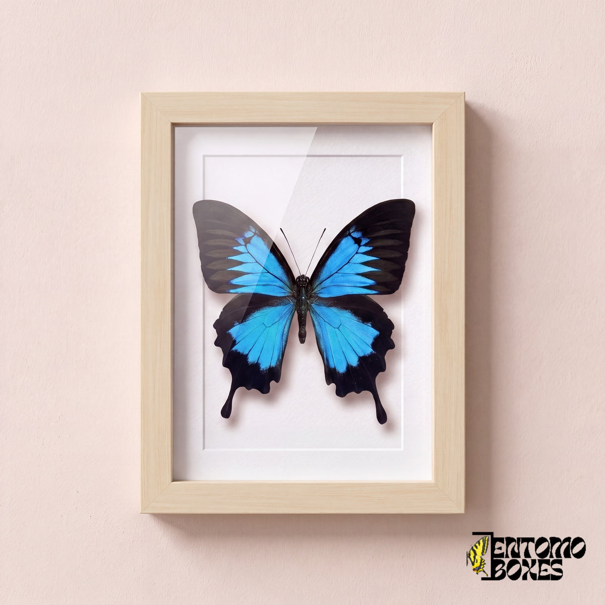 Ulysses swallowtail butterfly (Papilio ulysses) in a light wood shadow box frame, front view