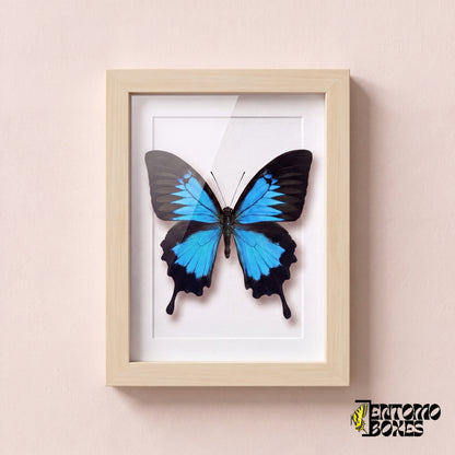 Ulysses swallowtail butterfly (Papilio ulysses) in a light wood shadow box frame, front view