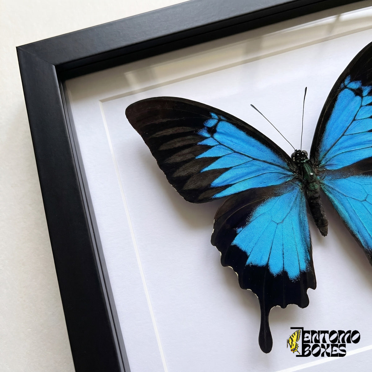 Close-up of the electric blue and black wing and black tail of Papilio ulysses behind plexiglass in a black frame