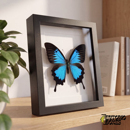 Framed blue swallowtail butterfly standing on a wooden shelf, side view showing the frame depth