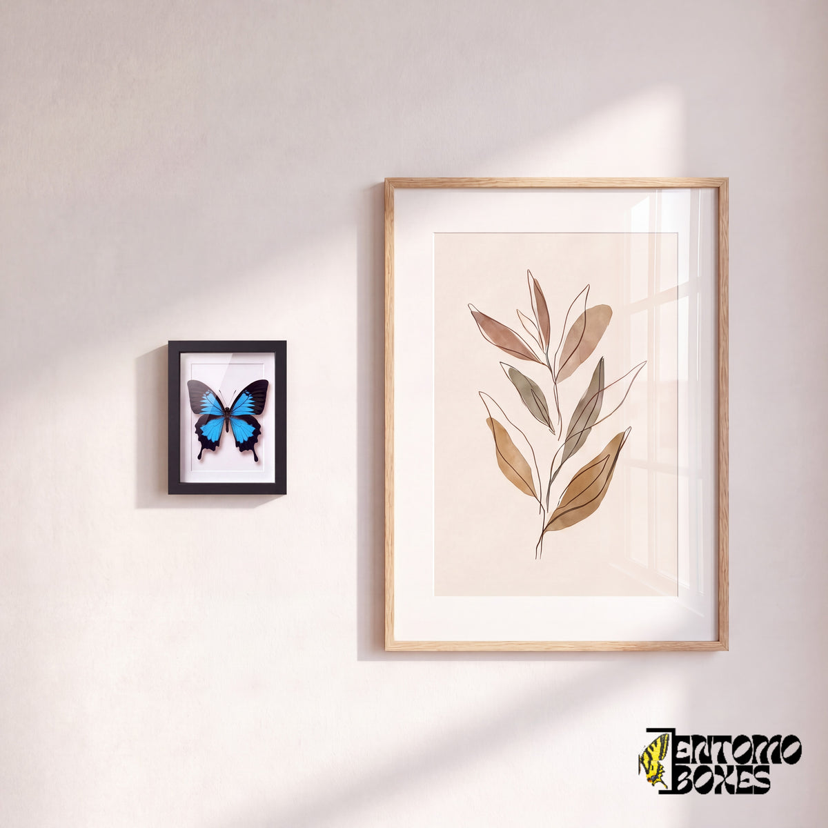 Small framed Ulysses swallowtail butterfly hanging on a wall next to a botanical art poster