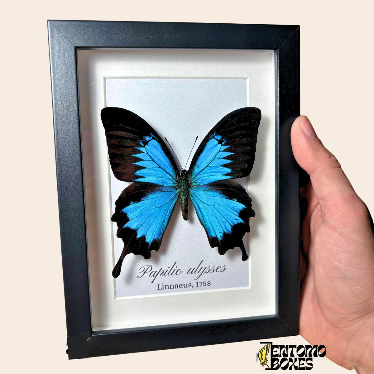Real Papilio ulysses butterfly in a black shadow box frame held in hand, with the species name printed on the backing card