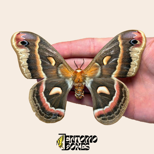 Hyalophora cecropia cecropia moth, pinned specimen with open wings held in hand, brown wings with brick-red and cream bands
