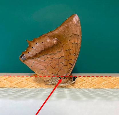 Butterfly Pinning Guide (PDF)