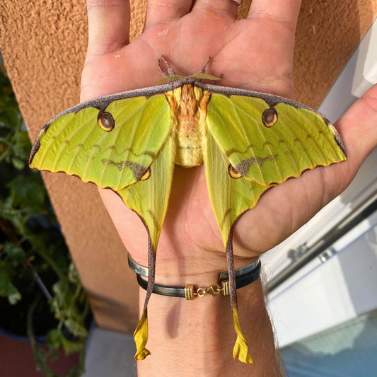 argema mimosae for sale