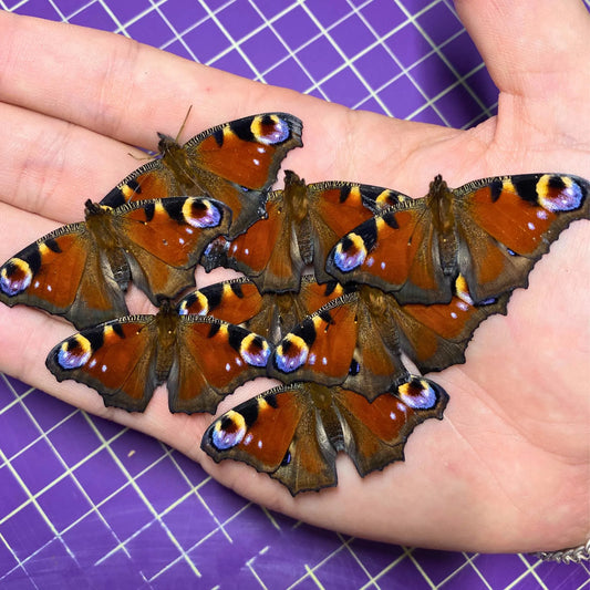 inachis io for sale