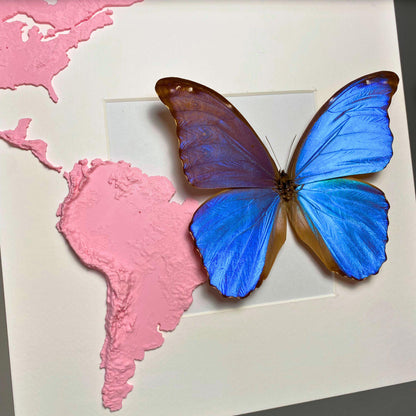 morpho didius tropical butterfly in frame with 3D printed map of south america (etsy image id: 6405540863)