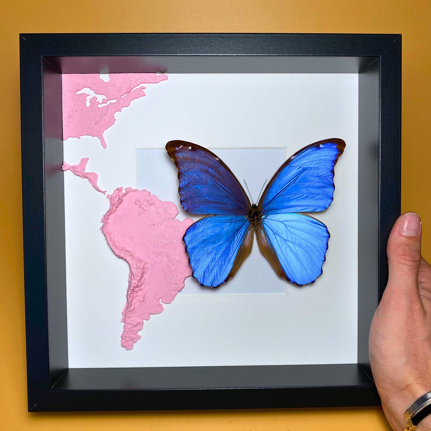 morpho didius (etsy image id: 6405540865)