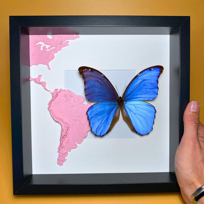 morpho didius (etsy image id: 6405540865)