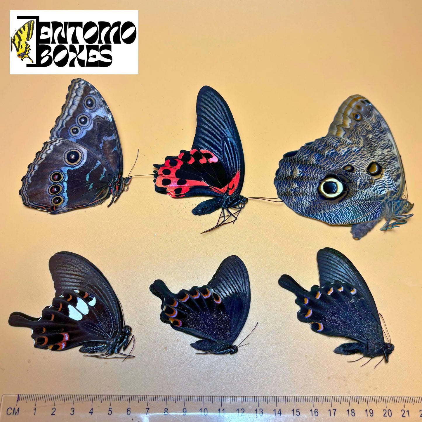PREMIUM MIX of Tropical Butterflies