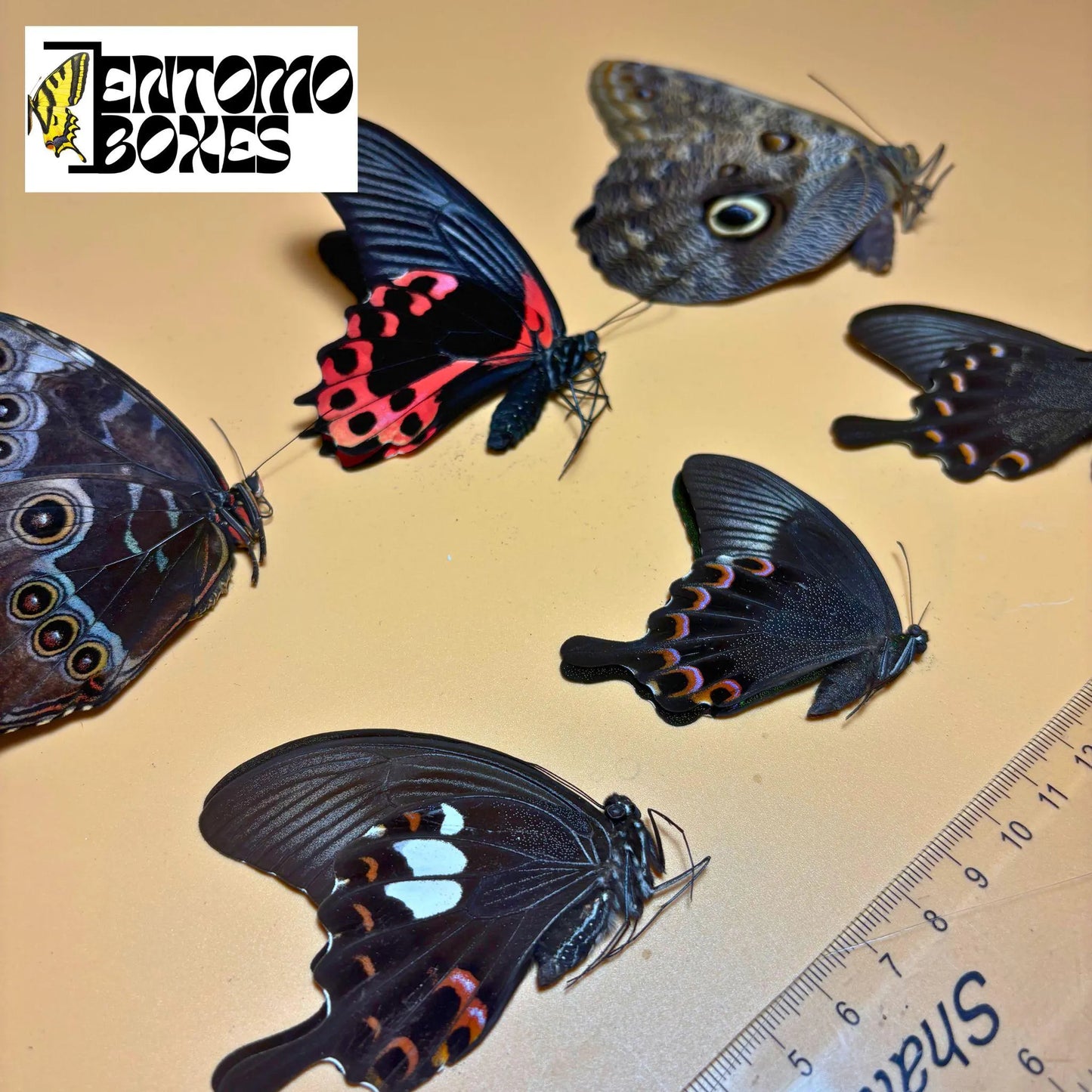 PREMIUM MIX of Tropical Butterflies