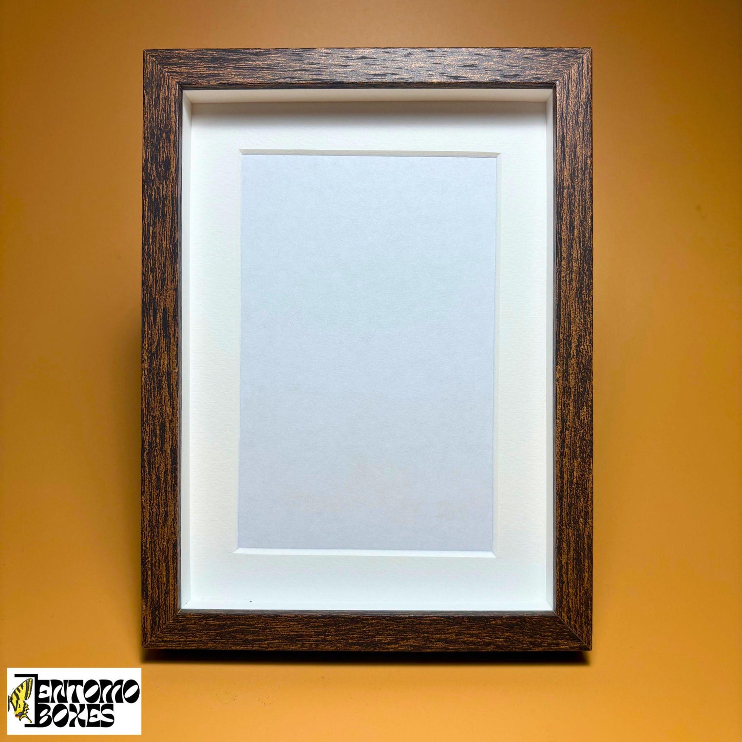 Shadow Box for Insects