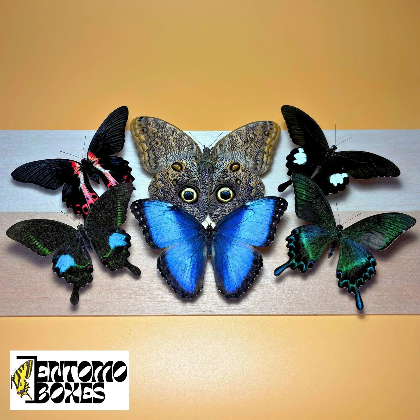 PREMIUM MIX of Tropical Butterflies