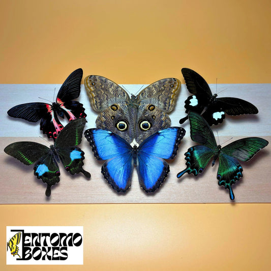 PREMIUM MIX of Tropical Butterflies