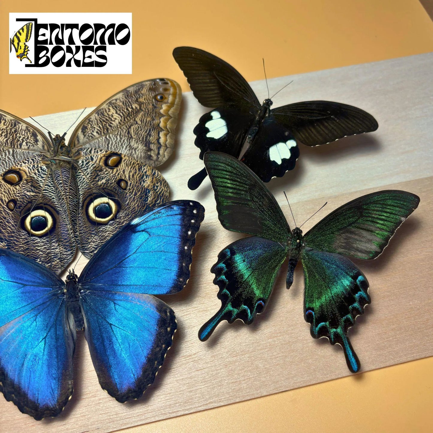 PREMIUM MIX of Tropical Butterflies