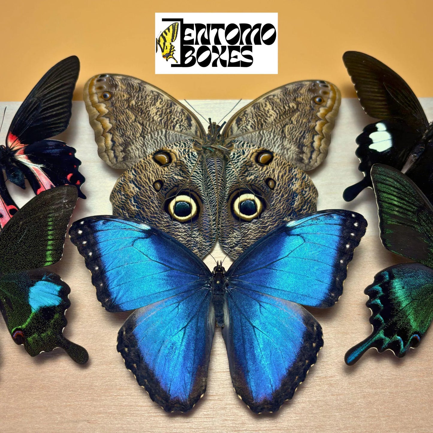 PREMIUM MIX of Tropical Butterflies