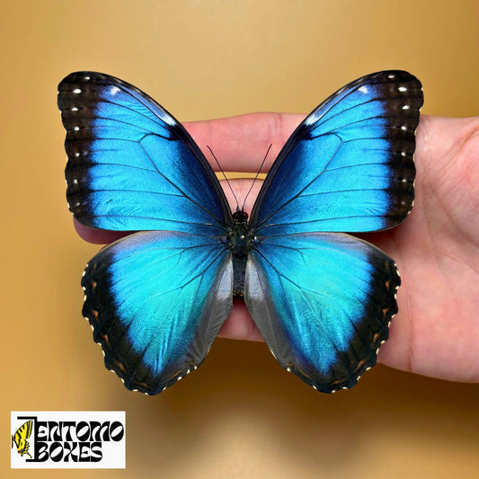 Blue Morpho pinned butterfly