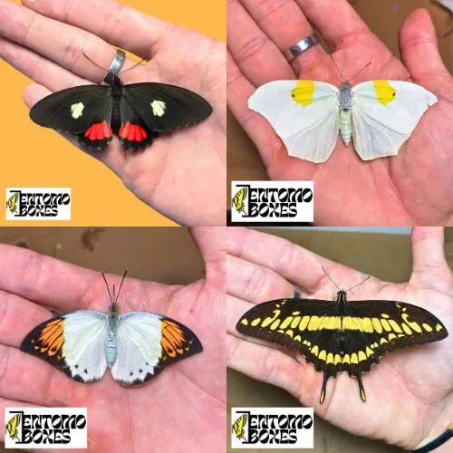 PREMIUM MIX of Tropical Butterflies