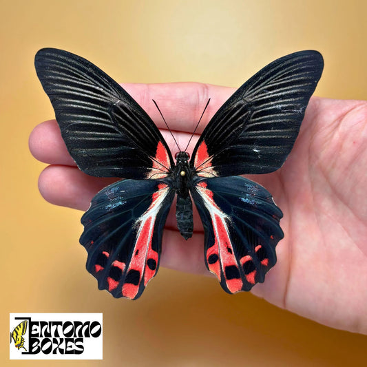 papilio rumanzovia for sale