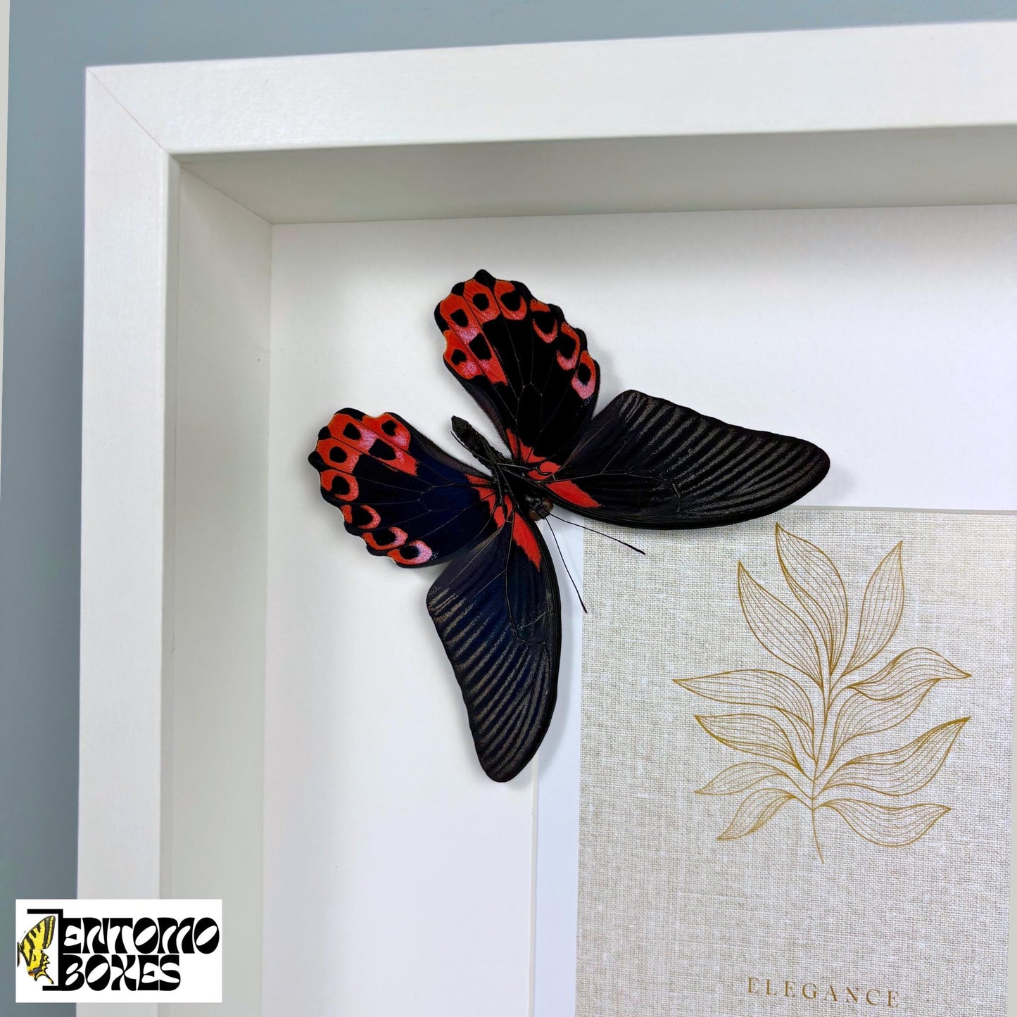 frame for photos with butterfly