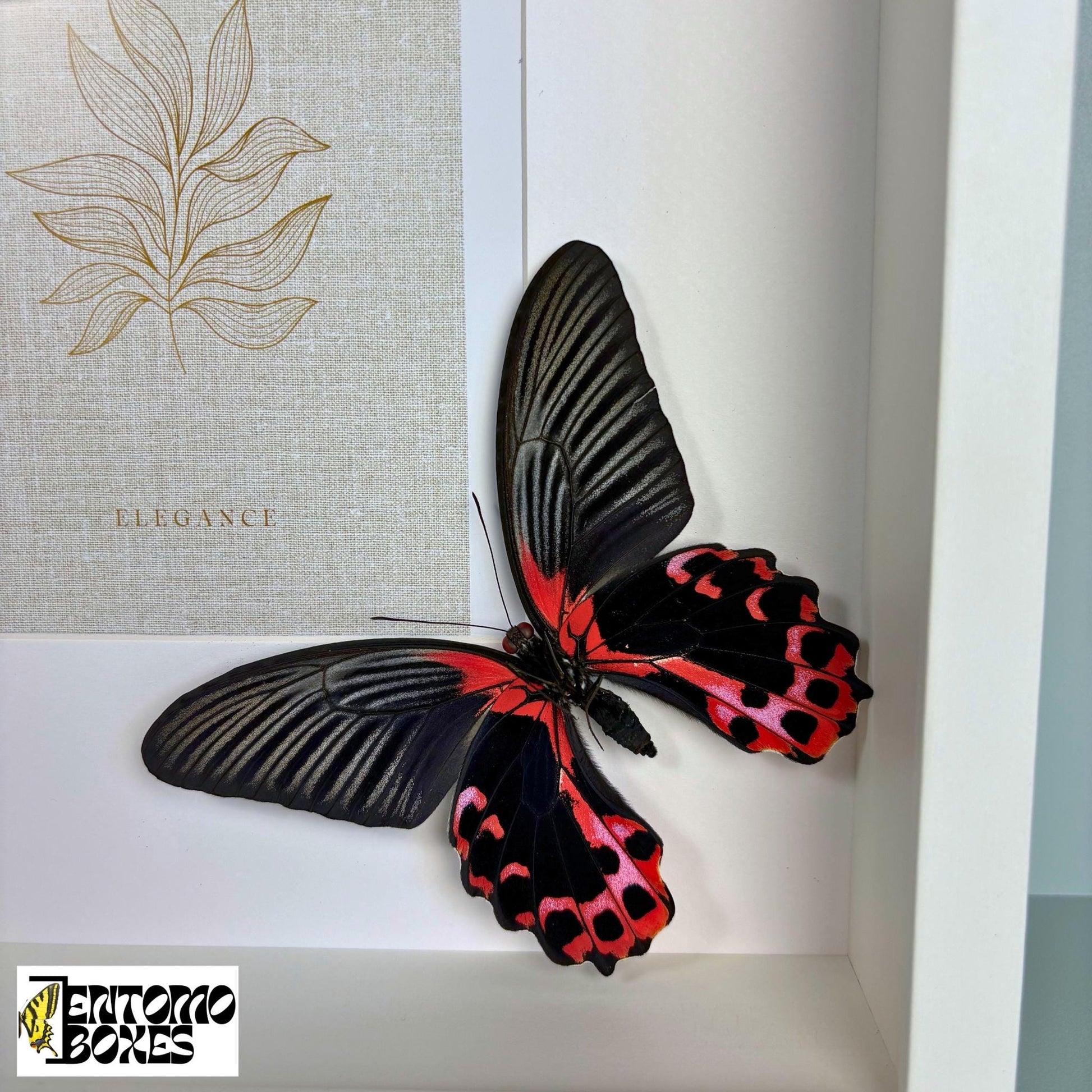 picture frame with butterflies