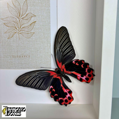 picture frame with butterflies