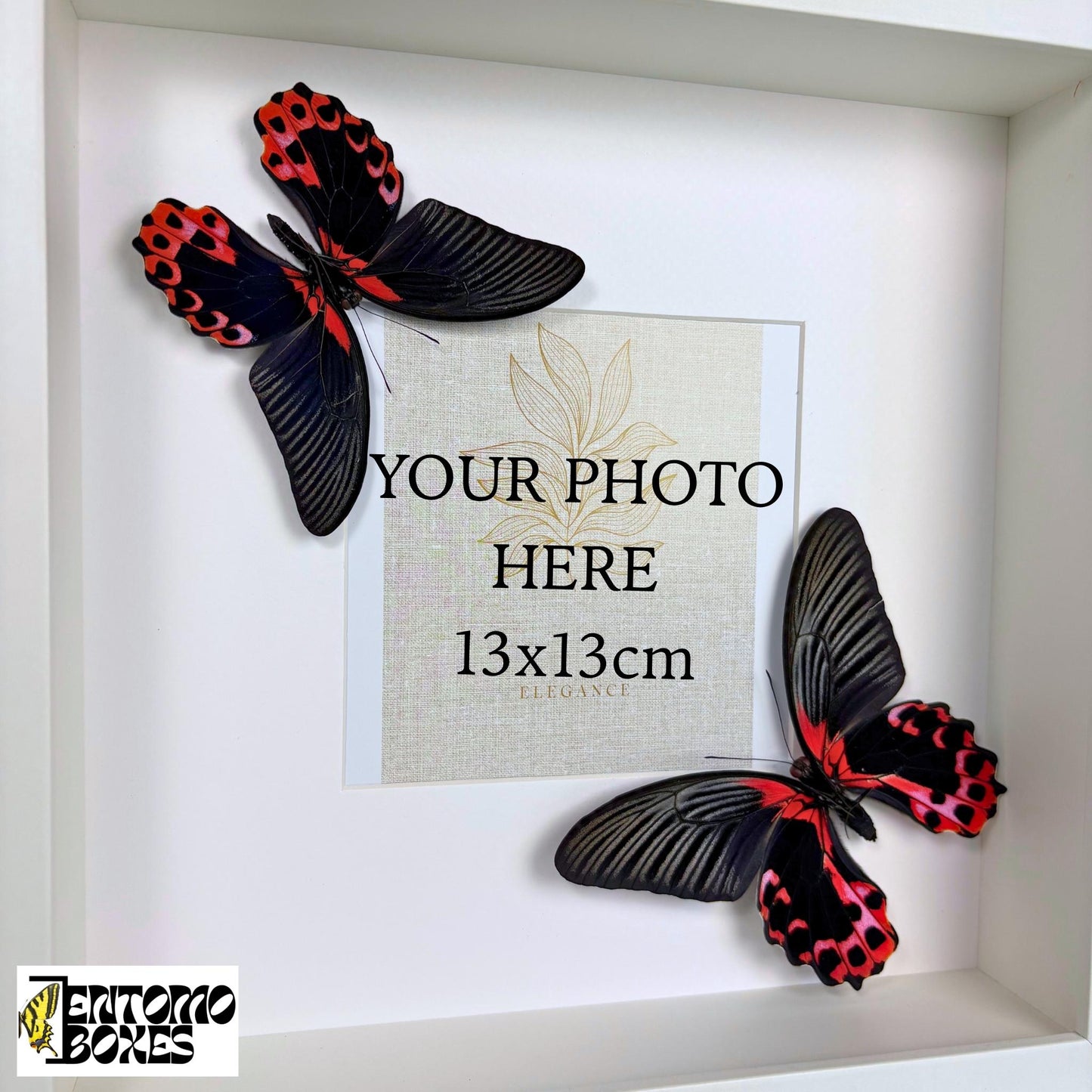 photo frame with real butterflies