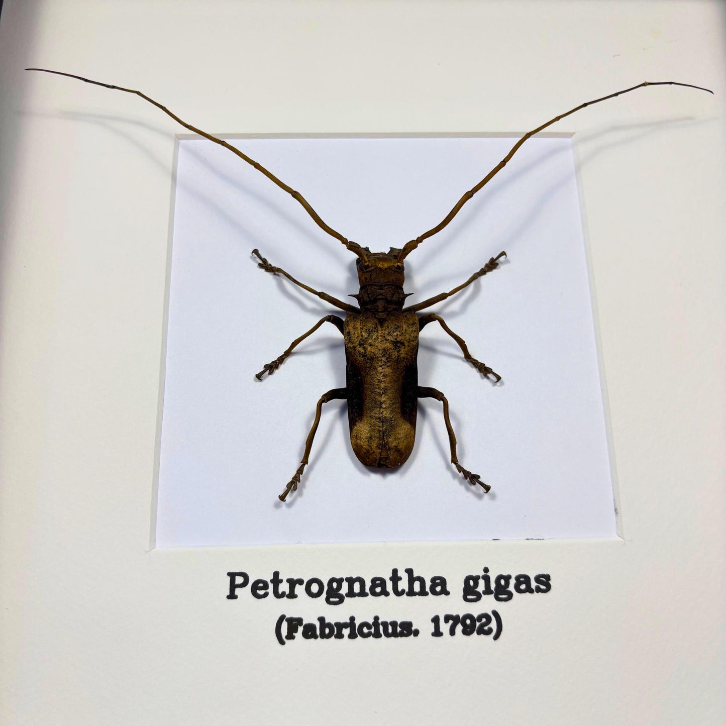 Petrognatha gigas in frame longhorn beetle (etsy image id: 7441450116)