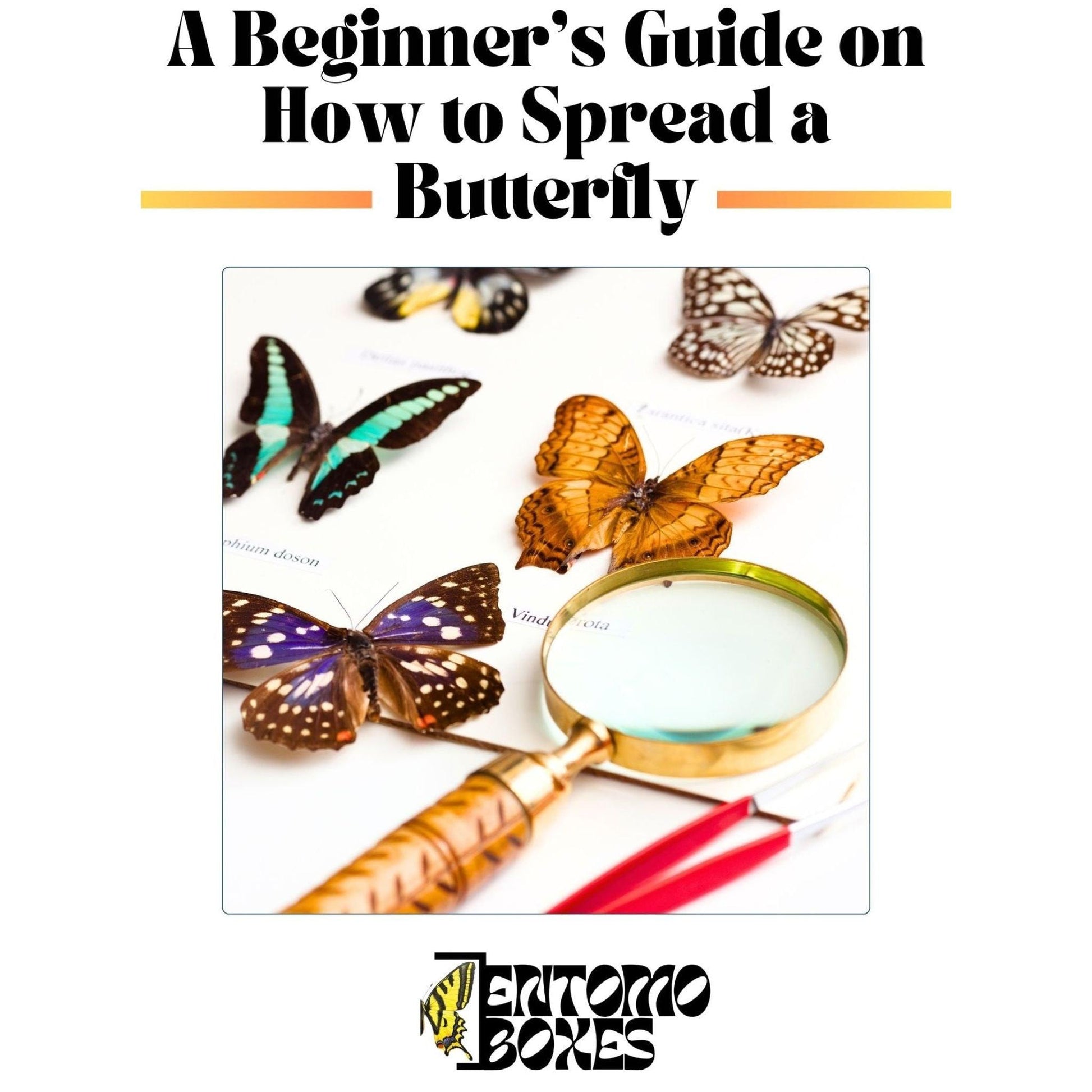 butterfly collection guide (etsy image id: 7654366248)