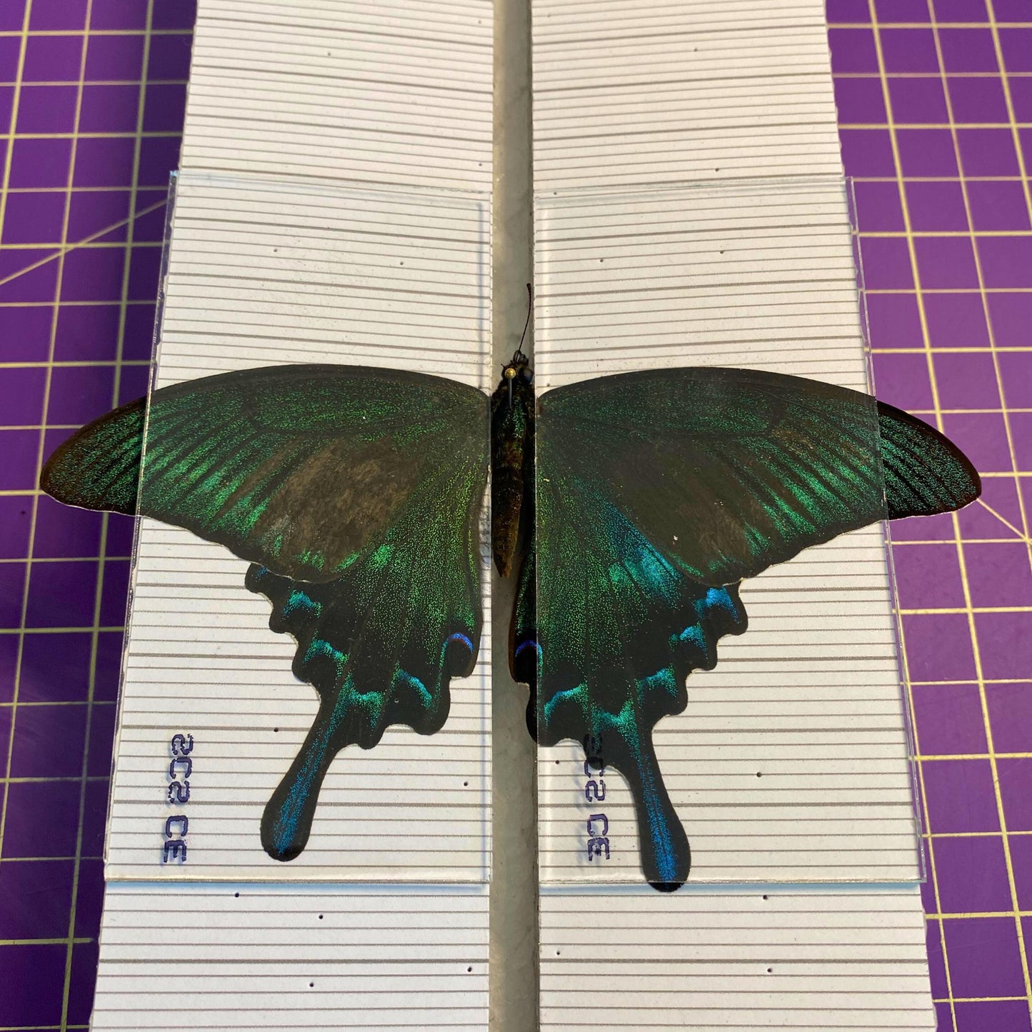 insect pinning glass slidesglass panels for butterflies (etsy image id: 7654369038)