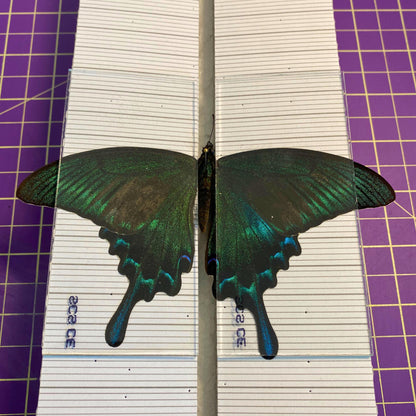 insect pinning glass slidesglass panels for butterflies (etsy image id: 7654369038)