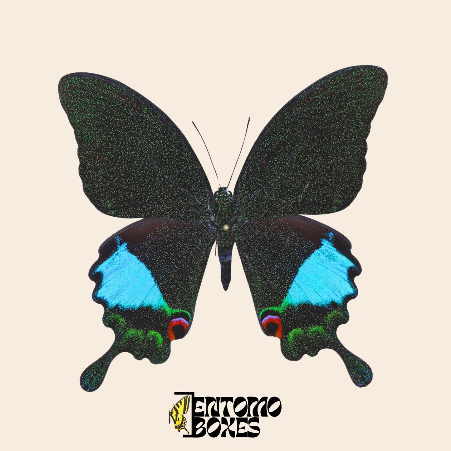 papilio karna pinned male real specimen (etsy image id: 7655155278)