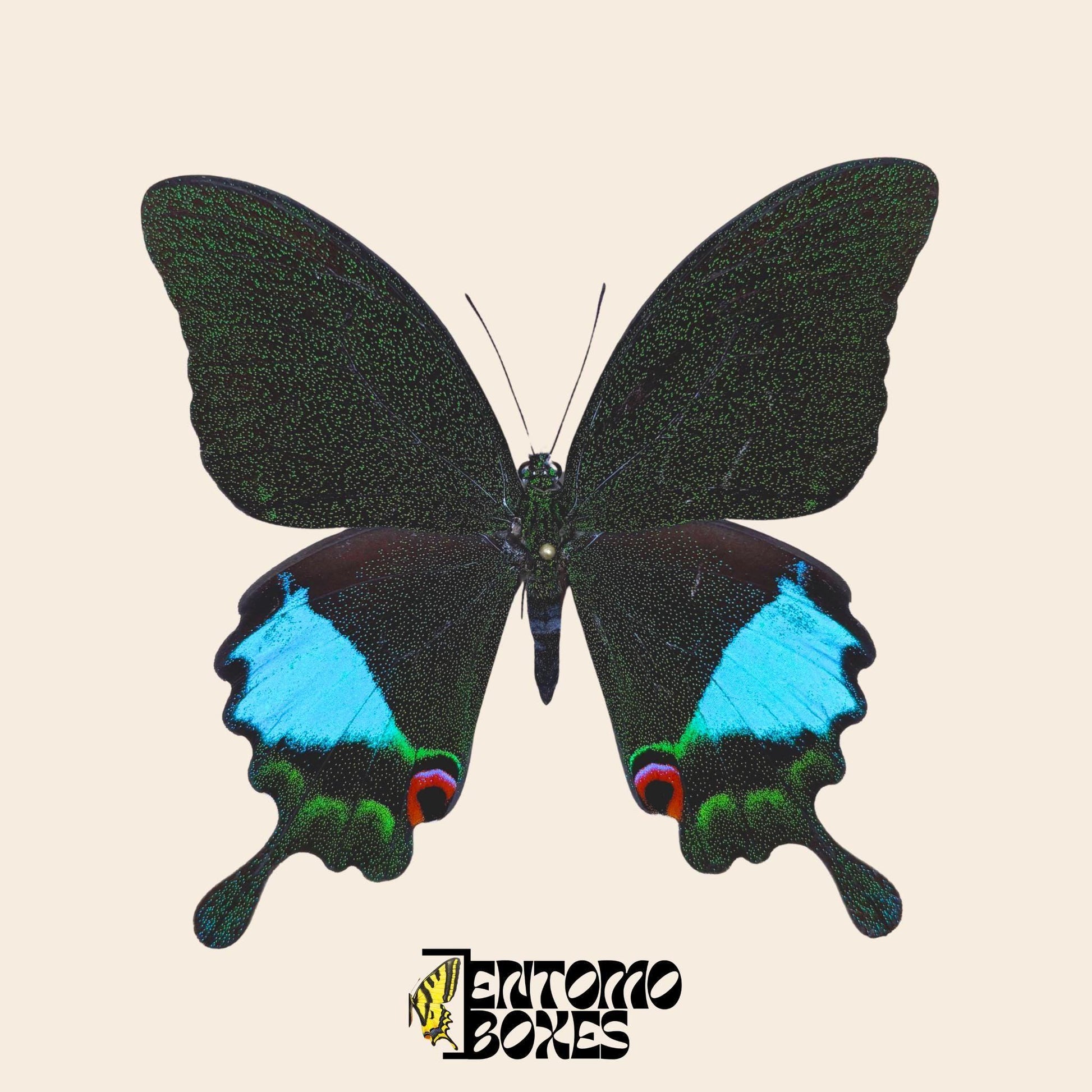 papilio karna pinned male real specimen (etsy image id: 7655155278)