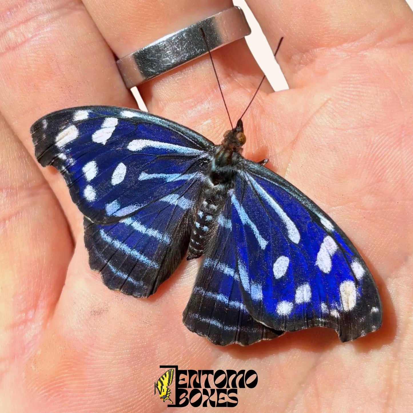 Myscelia cyaniris male butterfly on hand